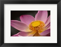 Framed Lotus Bloom, Nyuh Kuning Village, Ubud, Bali, Indonesia