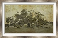 Framed Sugarmill Oak, Louisiana