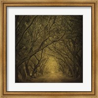 Framed Evergreen Oak Alley (vertical view)