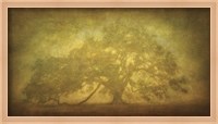 Framed St. Joe Plantation Oak in Fog 3