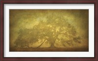 Framed St. Joe Plantation Oak in Fog 3