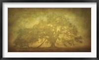 Framed St. Joe Plantation Oak in Fog 3