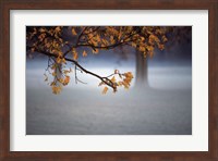 Framed Fog Leaf