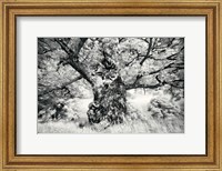 Framed Portrait of a Tree, Study 1