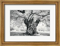 Framed Portrait of a Tree, Study 18