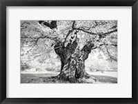 Framed Portrait of a Tree, Study 18