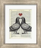 Framed Pigeons in Love