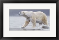 Framed Arctic Icon