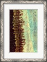 Framed Lichen I