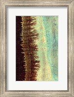 Framed Lichen I