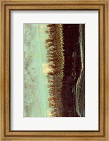Framed Lichen II