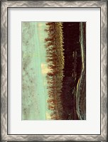 Framed Lichen II