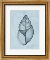 Framed Achatina Shell (light blue)