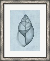 Framed Achatina Shell (light blue)