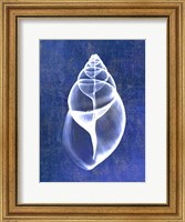 Framed Achatina Shell (indigo)