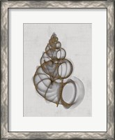 Framed Wentletrap Shell