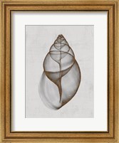 Framed Achatina Shell