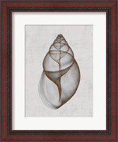 Framed Achatina Shell