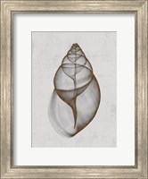 Framed Achatina Shell