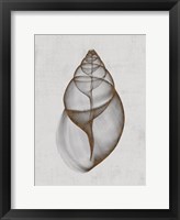 Framed Achatina Shell