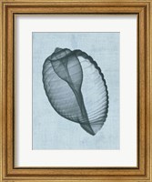 Framed Banded Tun Shell (light blue)