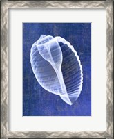 Framed Banded Tun Shell (indigo)
