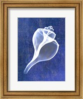 Framed Channelled Whelk (indigo)