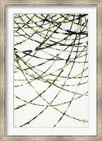 Framed Moss Vine