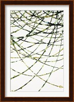 Framed Moss Vine