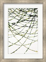 Framed Moss Vine