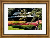 Framed Azaleas at the Imperial Palace East Gardens, Tokyo, Japan