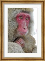 Framed Baby Snow Monkey Clinging to Mother, Jigokudani Monkey Park, Japan