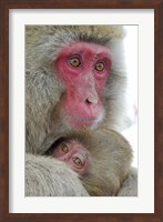 Framed Baby Snow Monkey Clinging to Mother, Jigokudani Monkey Park, Japan