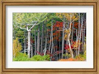 Framed Fall colors of the Fuji-Hakone-Izu National Park, Japan