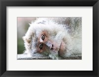 Framed Ubud, Bali, Indonesia, Sacred monkey forest
