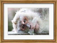 Framed Ubud, Bali, Indonesia, Sacred monkey forest