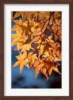 Framed Autumn maples on grounds of Hiroshima Castle, Japan
