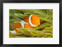 Framed False Clown Anemonefish, Raja Ampat Region of Papua, Indonesia