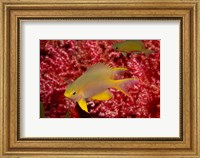 Framed Golden Damselfish, Gorgonian Sea Fan, Indonesia