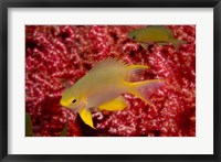 Framed Golden Damselfish, Gorgonian Sea Fan, Indonesia