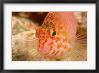 Framed Pixie Hawkfish, Banda Sea, Indonesia