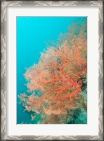 Framed Sea Fan, Raja Ampat region, Papua, Indonesia