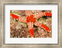 Framed Sea Star, Banda Island, Indonesia