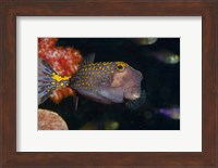 Framed Spotted Boxfish, Banda Sea, Indonesia