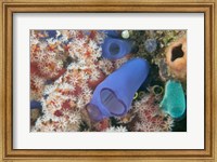 Framed Tunicates, Gorgonian Sea Fan, Banda, Indonesia