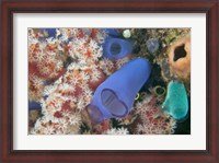 Framed Tunicates, Gorgonian Sea Fan, Banda, Indonesia
