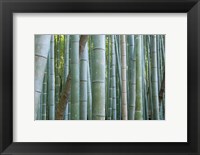 Framed Bamboo Forest, Kyoto, Japan