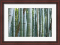 Framed Bamboo Forest, Kyoto, Japan