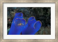 Framed Crab Peeking From Tunicate, Irian Jaya, Indonesia