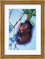 Framed Baby Orangutan, Tanjung Putting National Park, Indonesia
